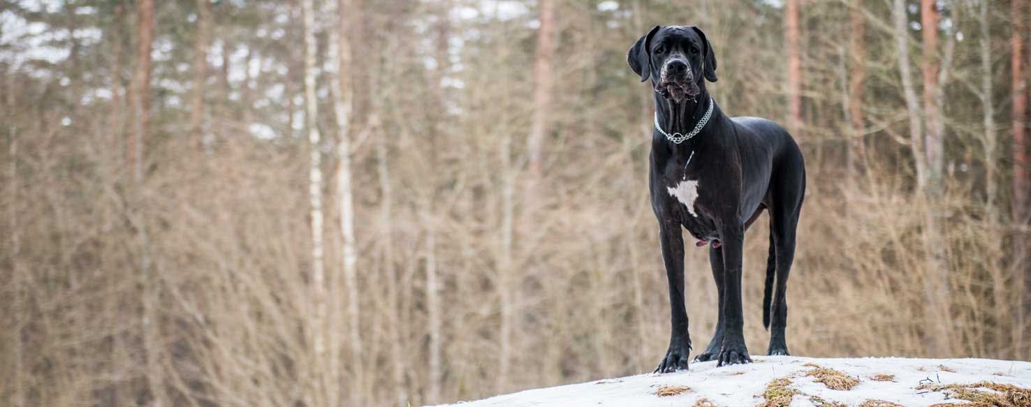 what are the rules for keeping a great dane in montserrat