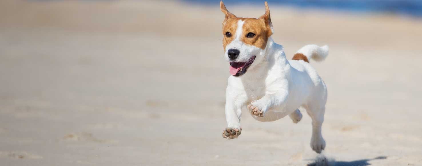 Top Activities For Hyper Dogs Wag!