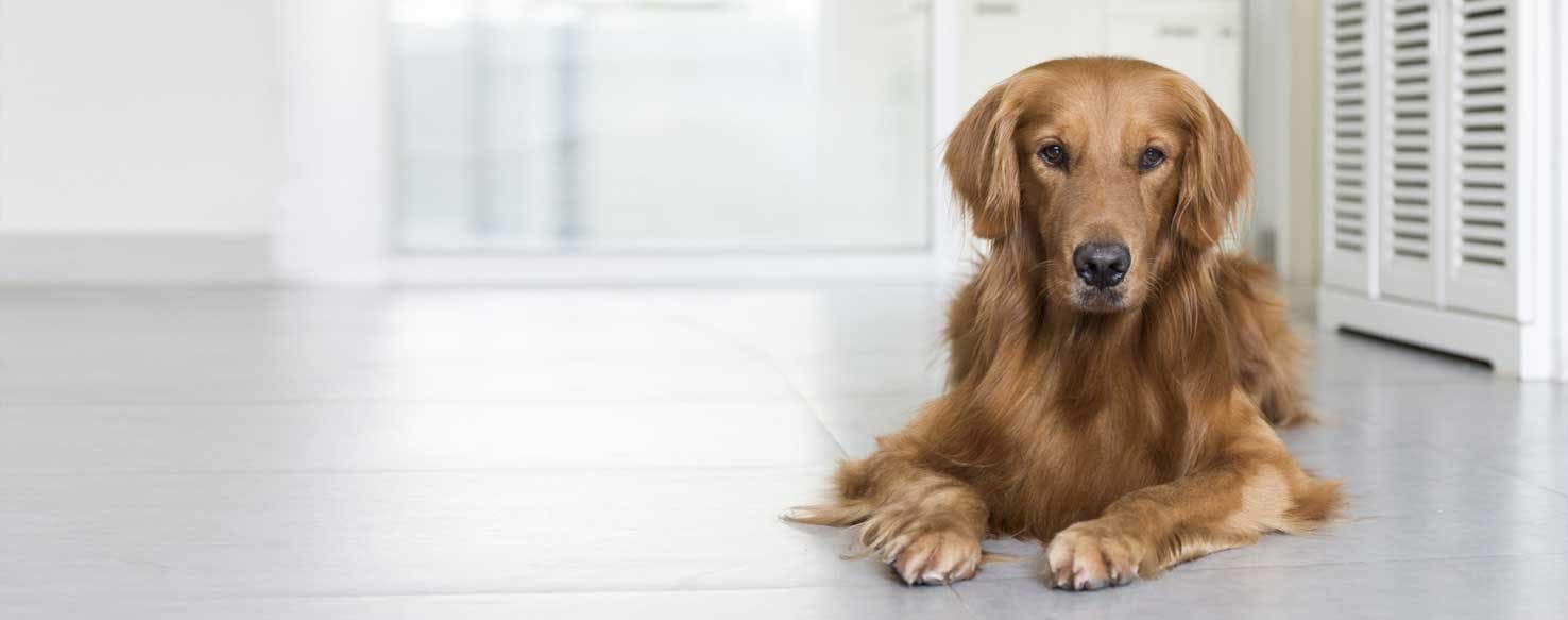 Top Activities For Keeping Dogs Stimulated Indoors Wag!