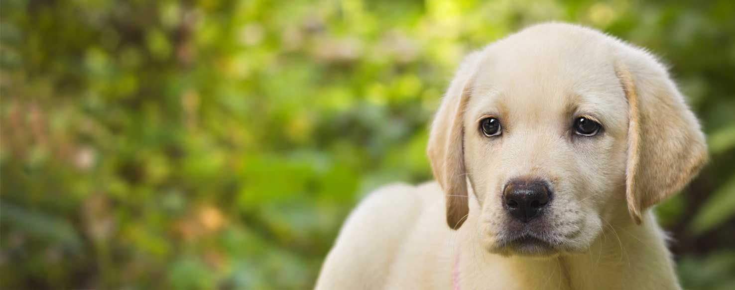 Top Activities For Labrador Retrievers Wag!