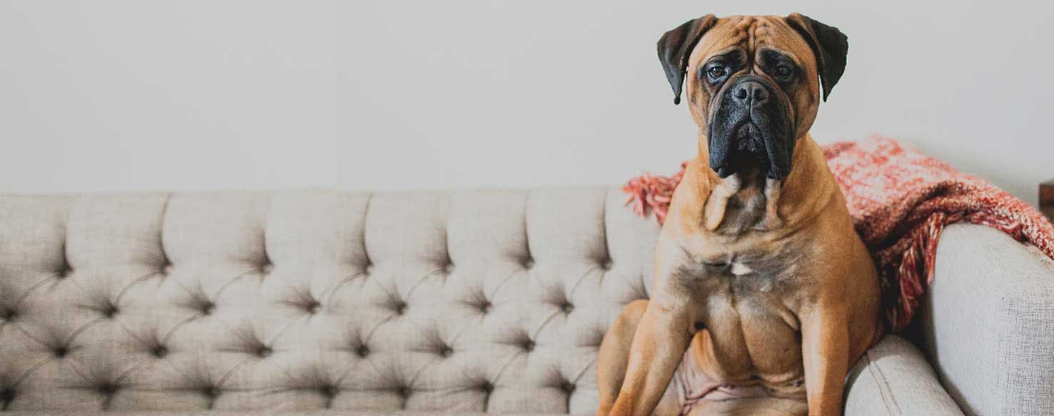 Top Activities For Large Dogs In The House Wag!