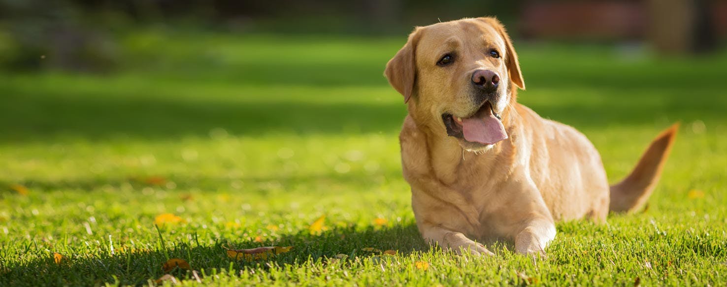 Top Activities For Large, Easy To Train Dogs Wag!