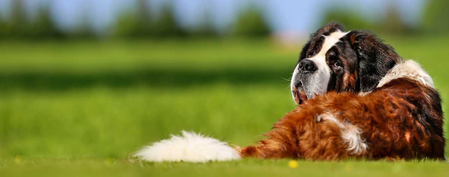 Top Activities For Large Lazy Dogs Wag!