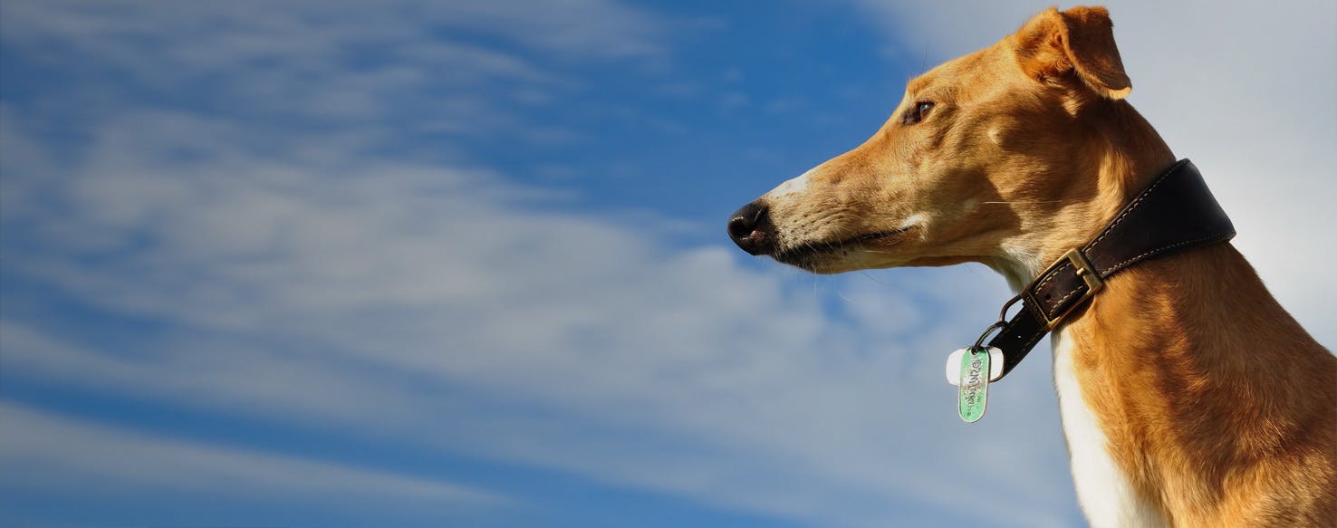 is the mahratta greyhound legal in uruguay