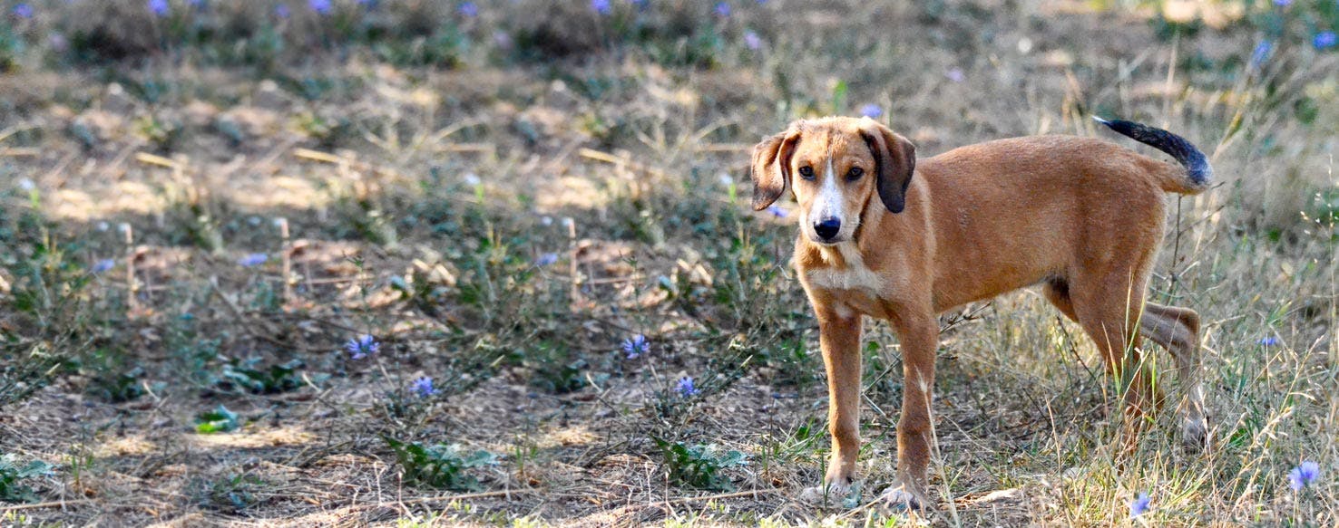 Top Activities For Posavac Hounds Wag!