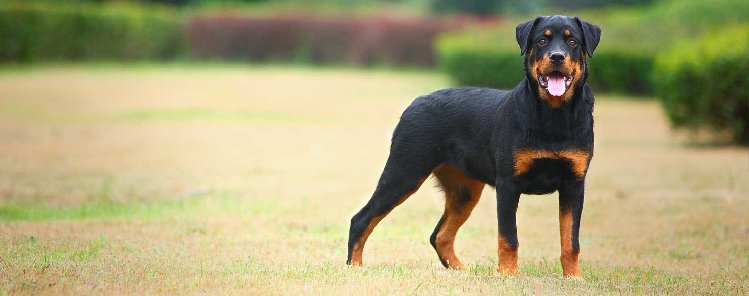 things to do with your rottweiler? 2