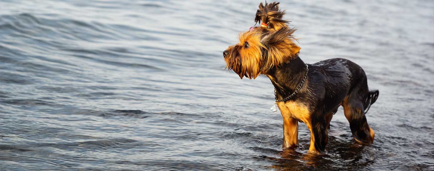 small dog breeds that love water