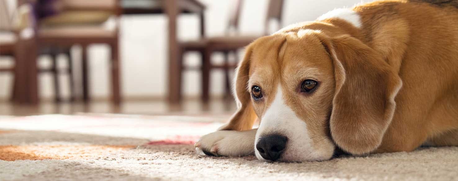 Top Activities For Small Dogs When Home Alone Wag!