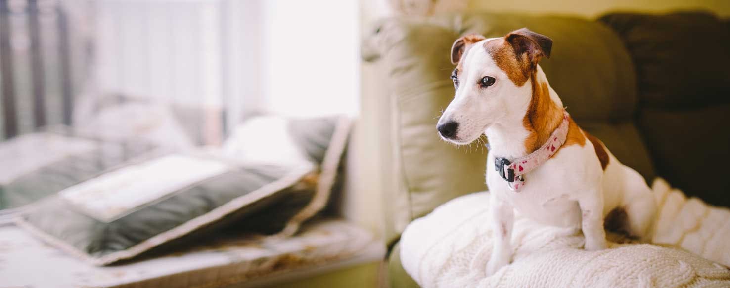 Top Activities For Small Indoor Dogs Wag!