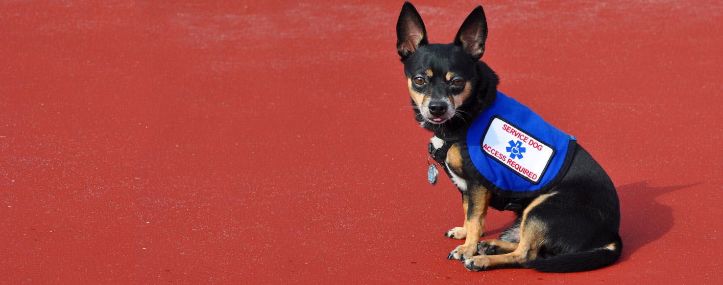 Top Activities For Small Working Dogs Wag!