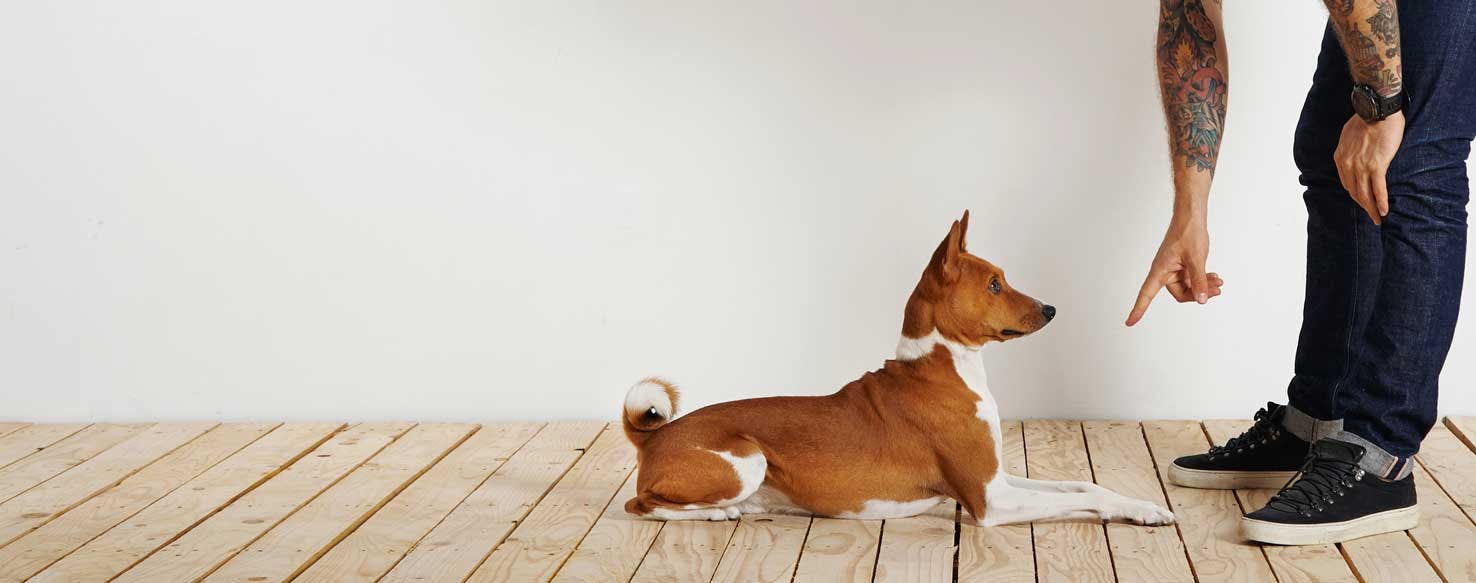 Top Activities For An Intelligent Dog - Wag!