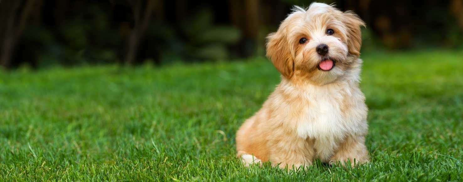 Top Activities For Young Dogs Wag!