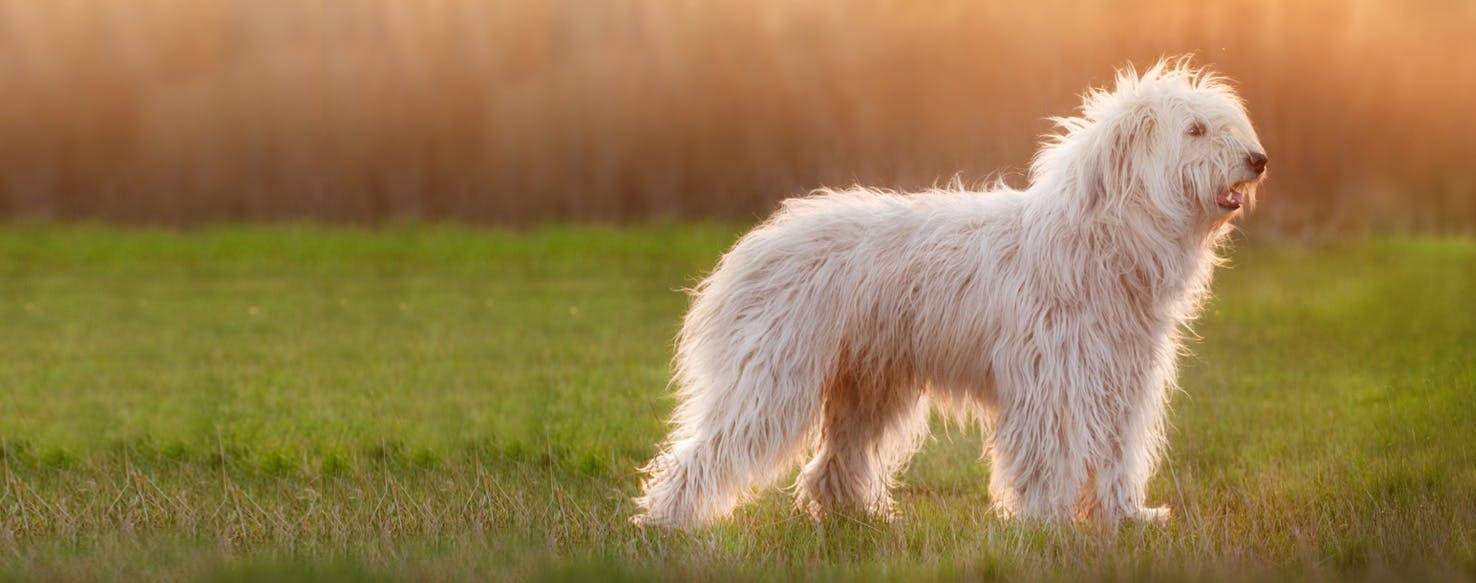 Top Activities For Ukrainian Shepherd Dogs Wag!