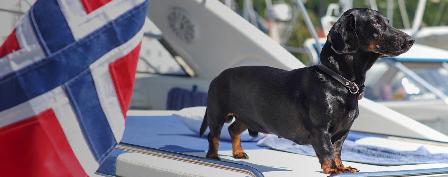 Top Activities For Dogs In Denmark Wag!