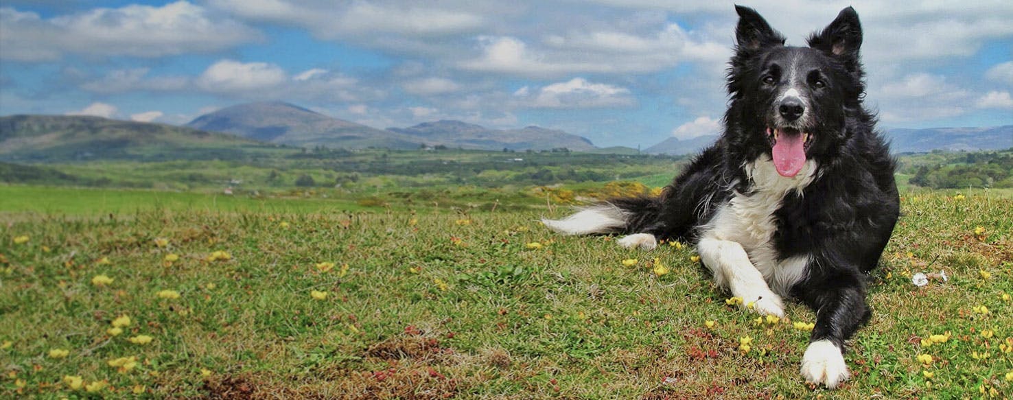 Top Activities For Dogs In Wales Wag!