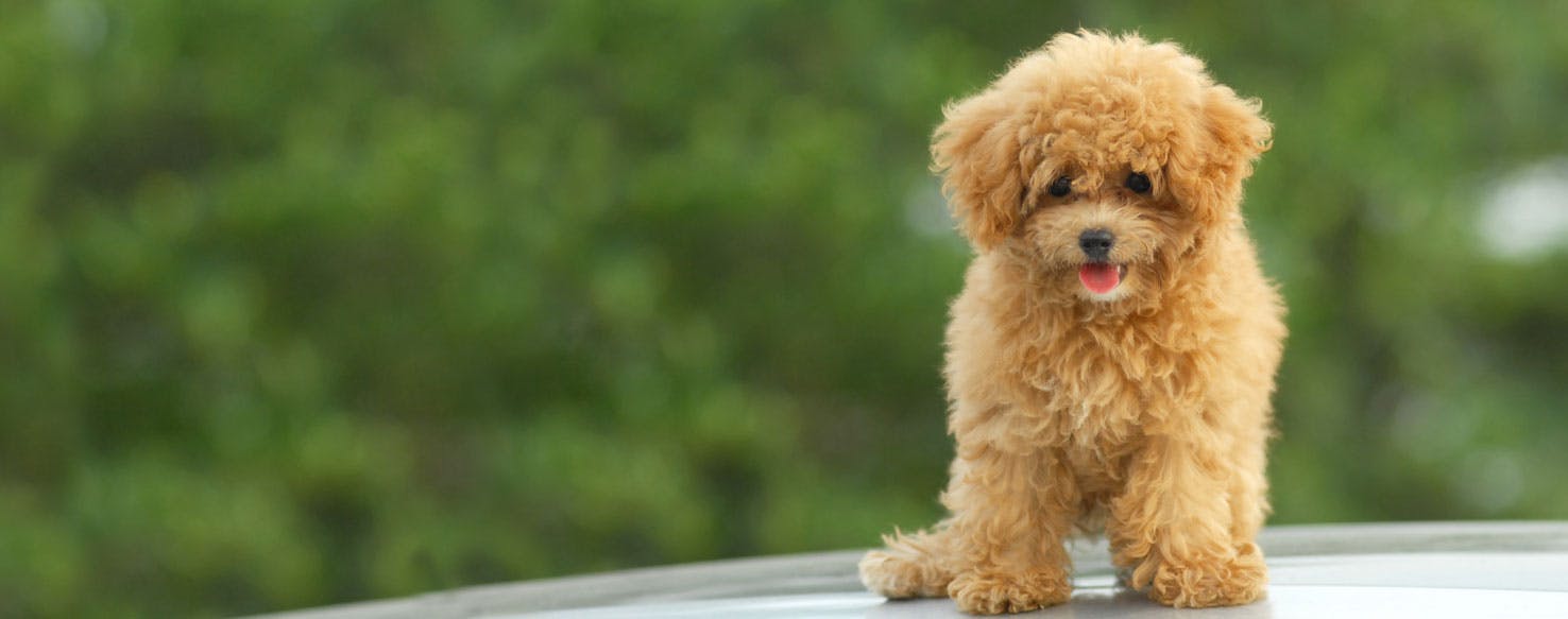 Toy Poodle - Training Course on Toy Poodle