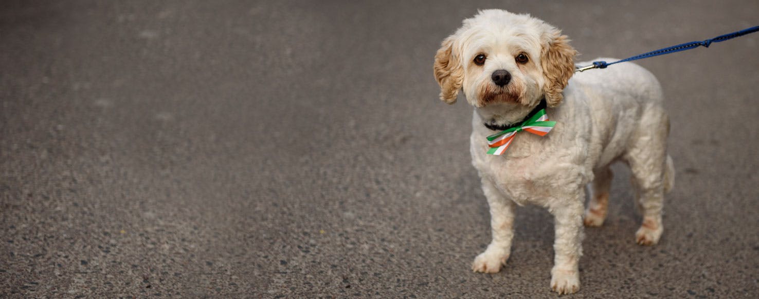 Can You Bring A Dog To Ireland