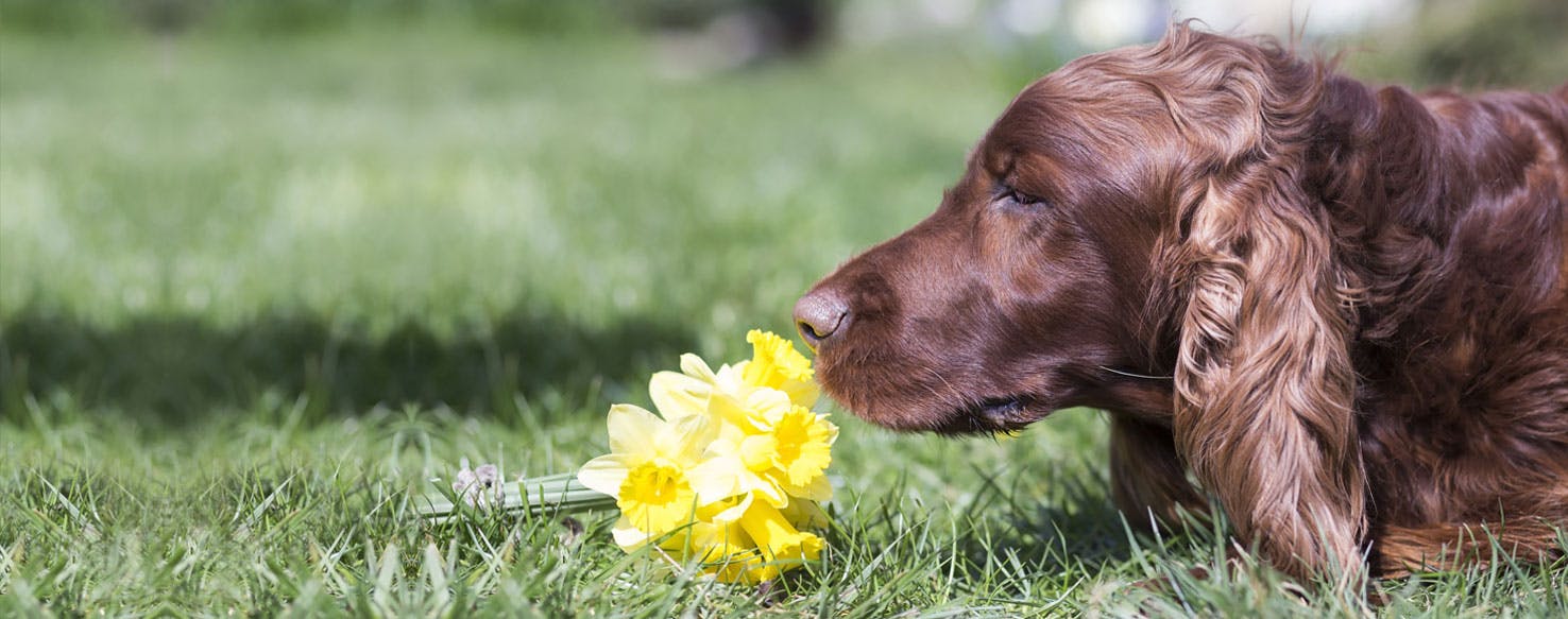 do irish setters smell bad