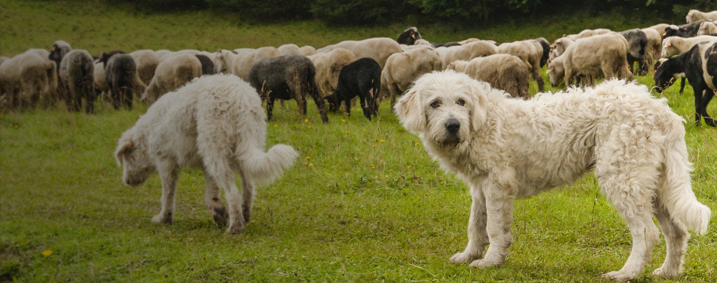 which dog breed is used for rounding up sheep