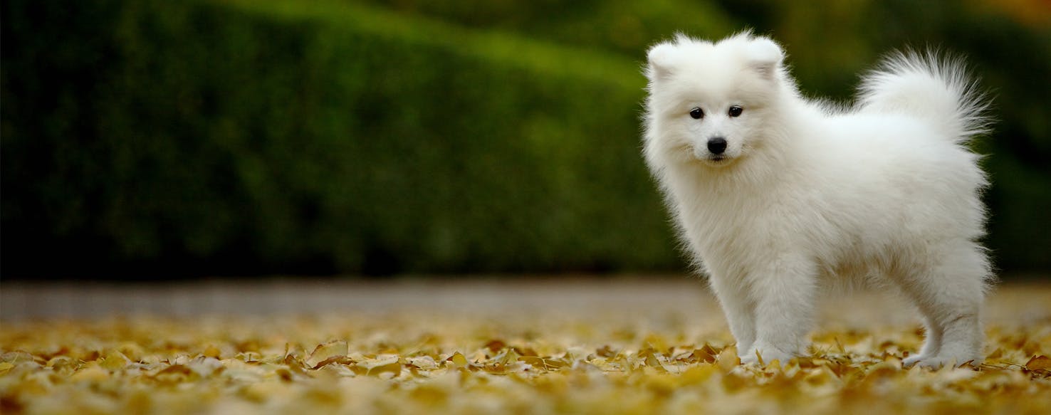 55+ Samoyed Loves Snow