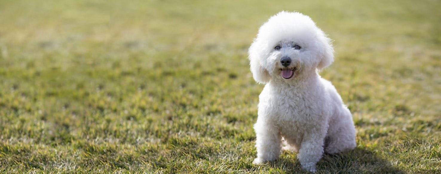 Top Activities For A GoodNatured Dog Wag!