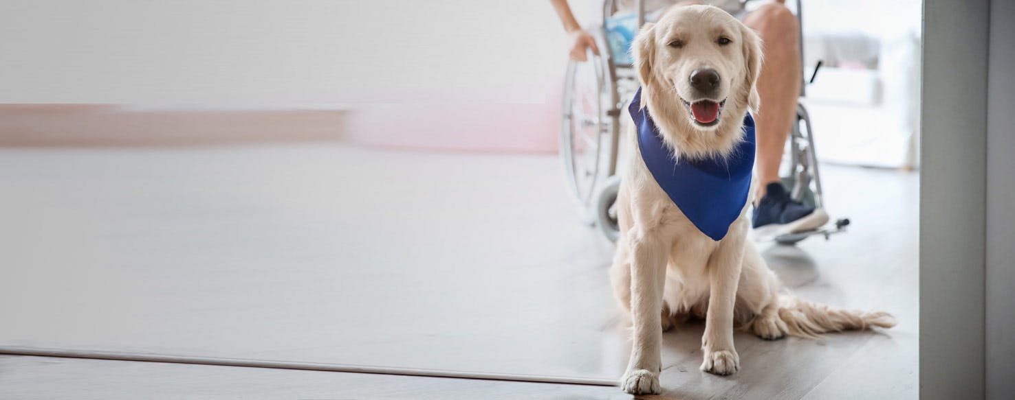 Top Activities For A Therapy Dog - Wag!