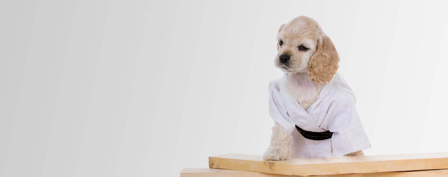 Top Activities For Dogs With Owners Who Like Judo Wag!