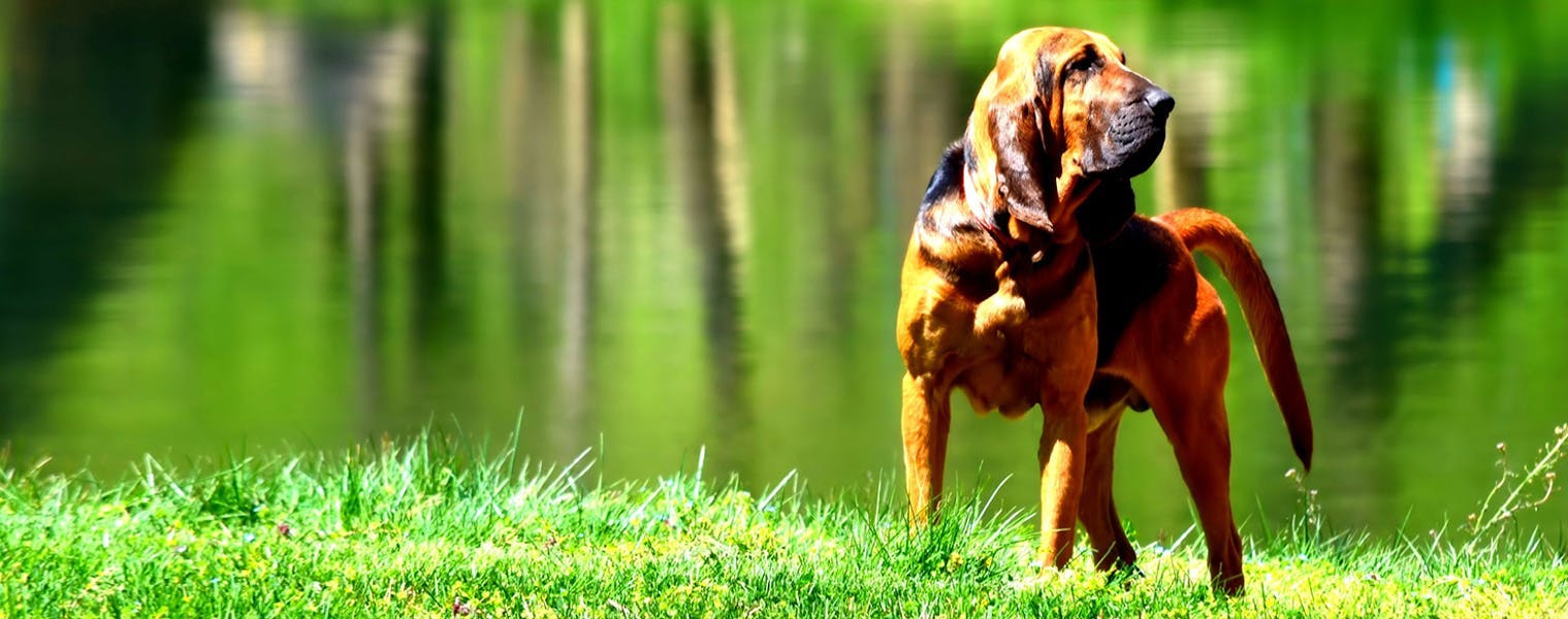 Top Activities For Bloodhounds Wag!
