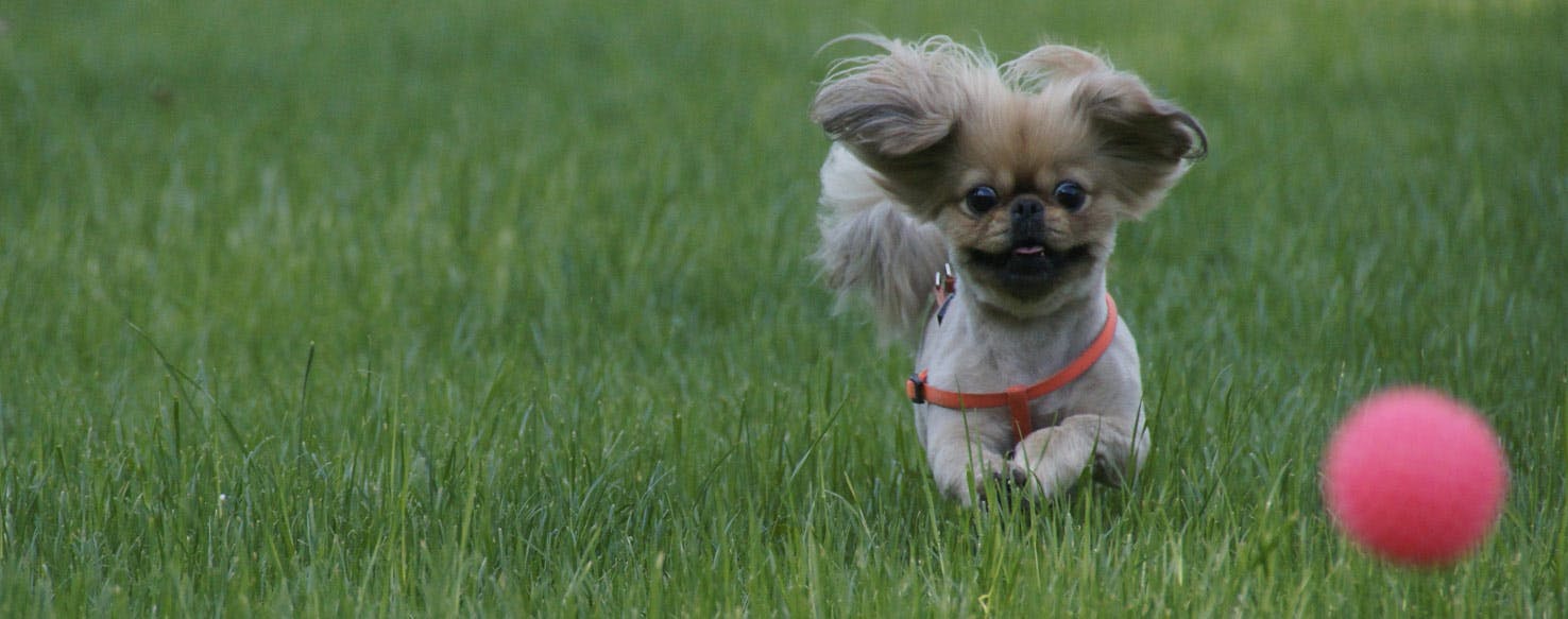 Top Activities For Lacrosse Players With Dogs Wag!