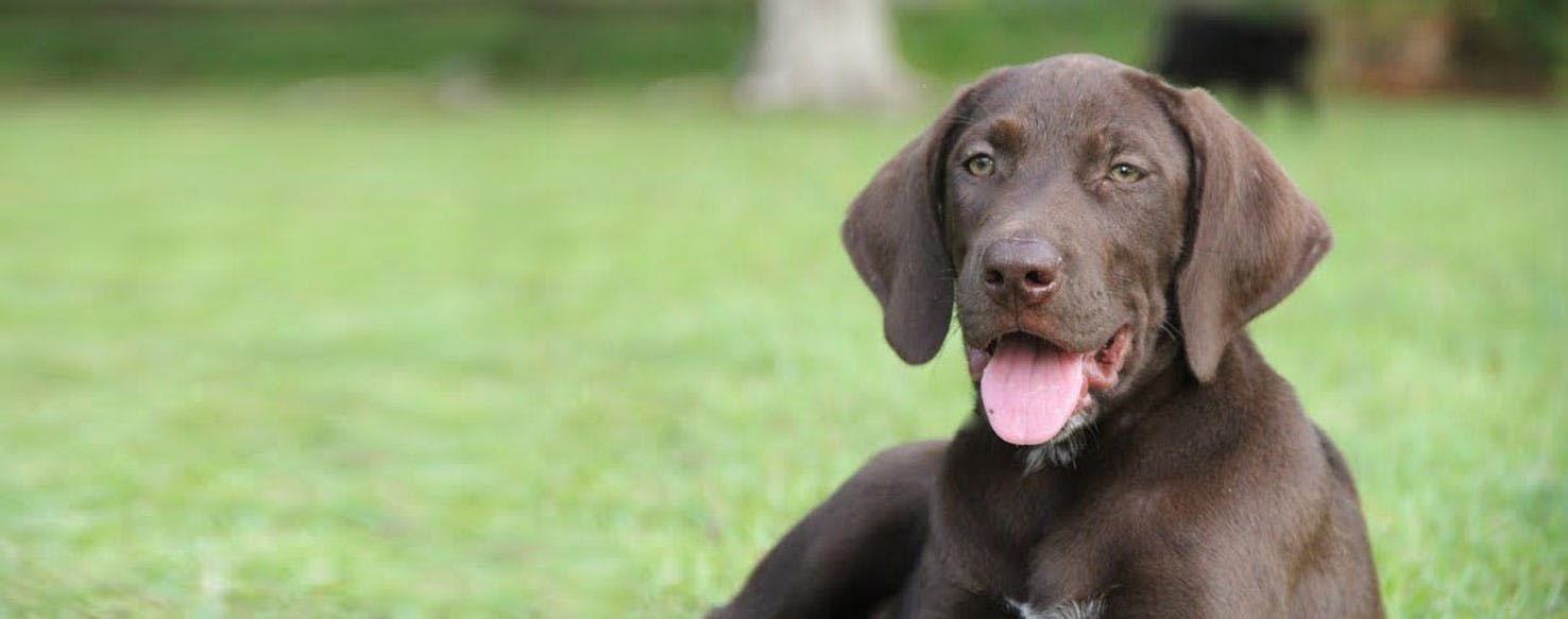 Top Activities For German Shorthaired Labs - Wag!