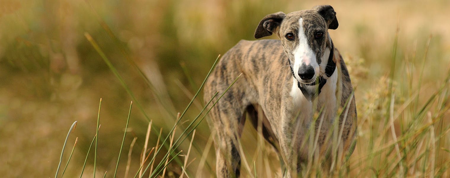 Top Activities For Greyhounds Wag!