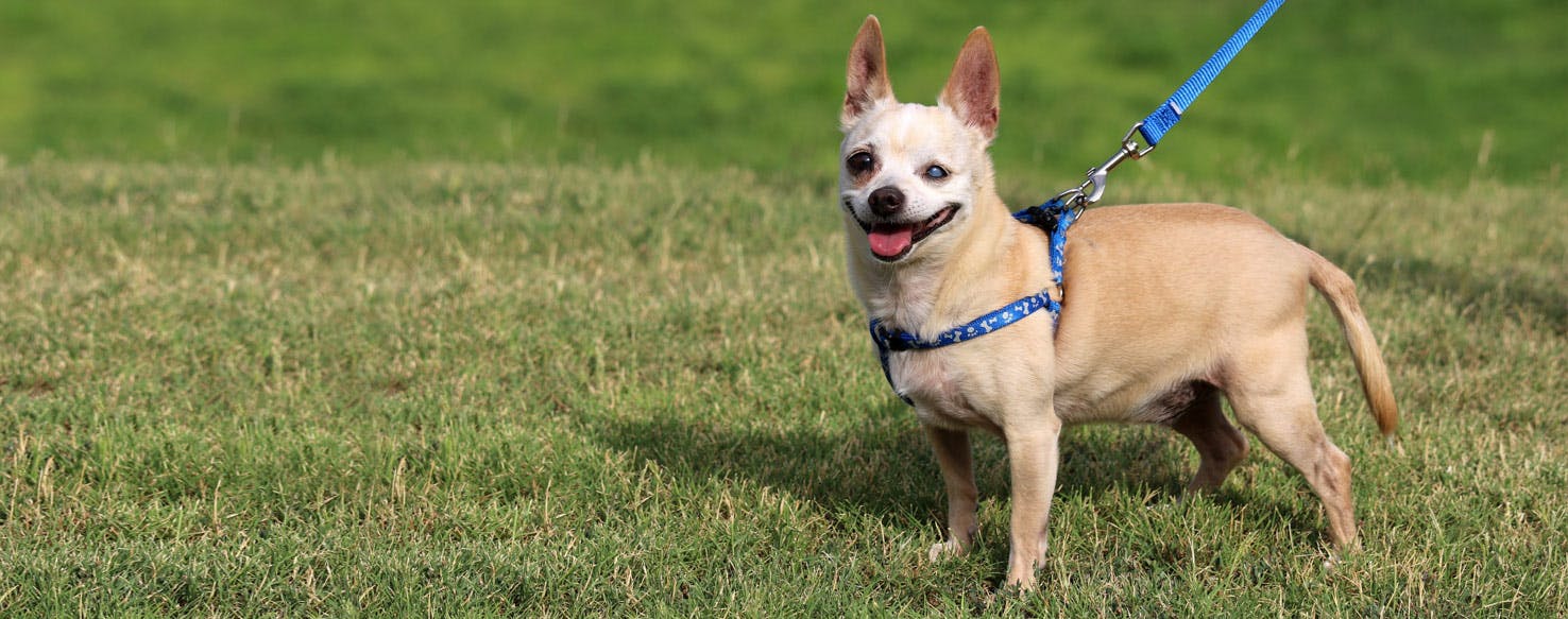 Top Activities For Small Blind Dogs - Wag!