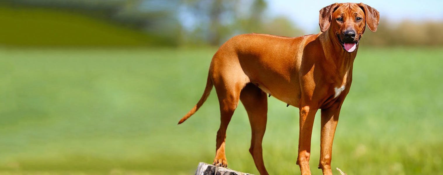 Lake jordan sales rhodesian ridgebacks