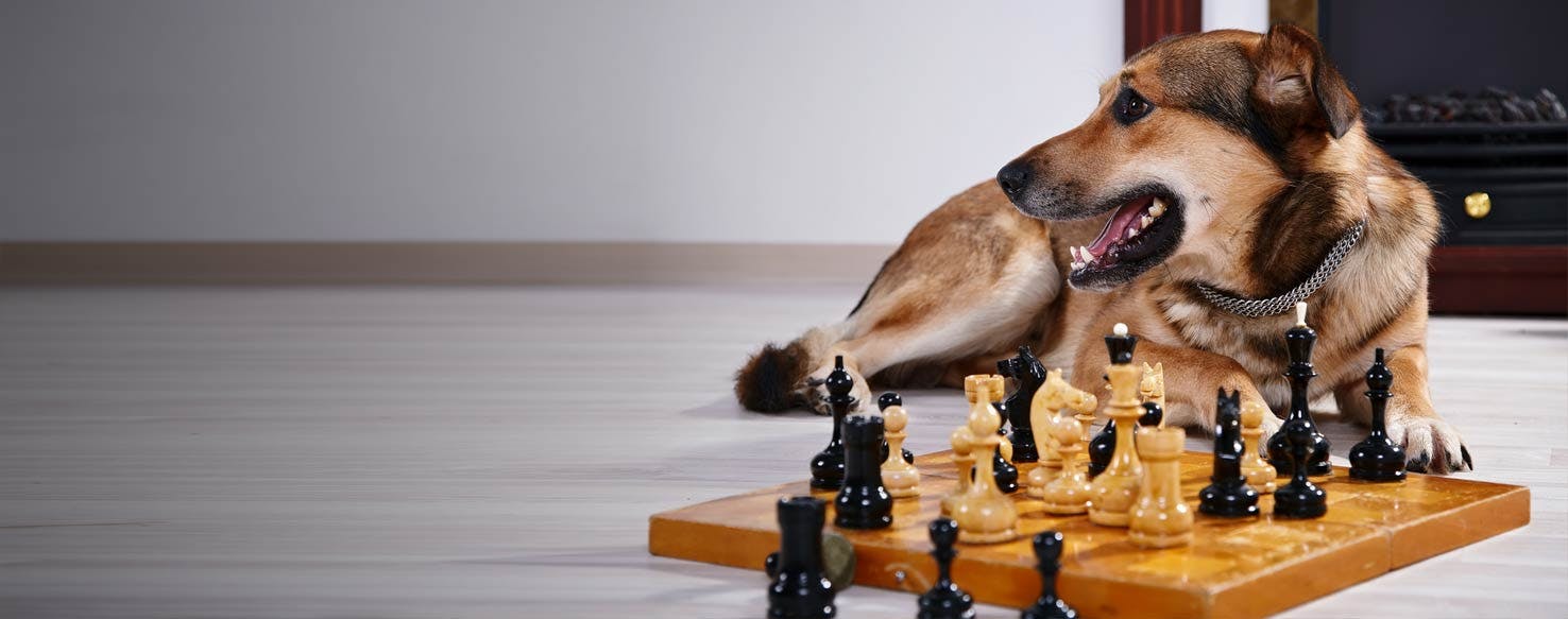 Dog Playing Chess