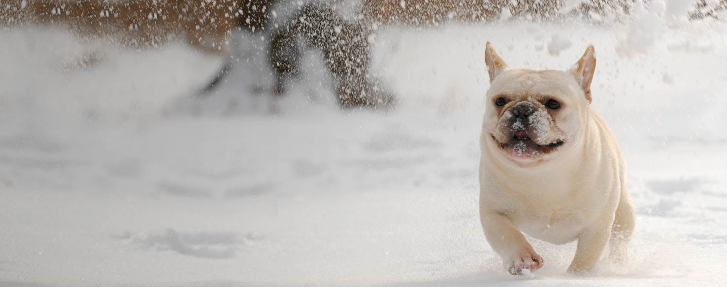 Top Activities For Dogs In Connecticut On Cold Days - Wag!