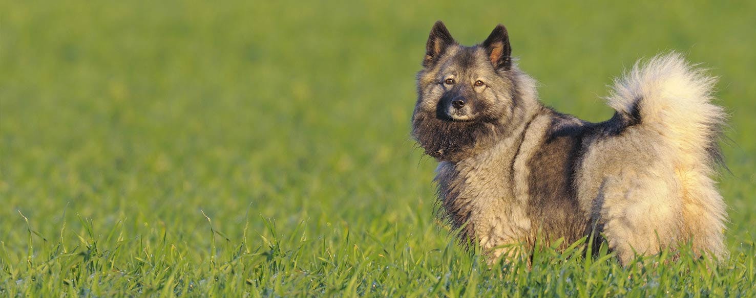 what breeds make up a keeshond