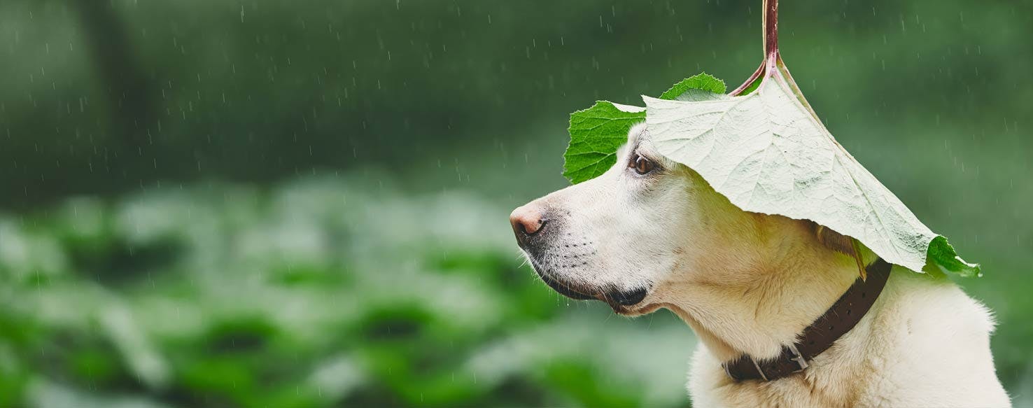 https://images.wagwalkingweb.com/media/activity_guides/hero/1532593045.39/Activities-For-Dogs-In-Massachusetts-On-Rainy-Days.jpg