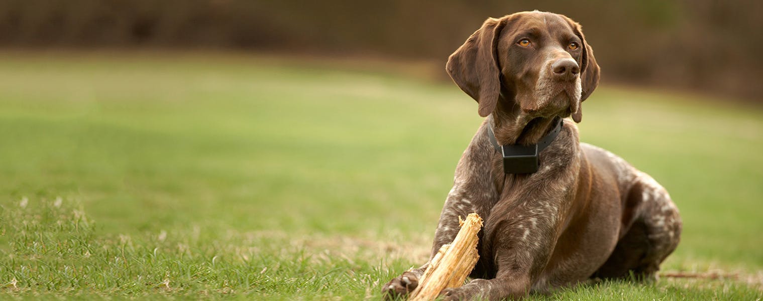 does the german shorthaired pointer have a wet nose