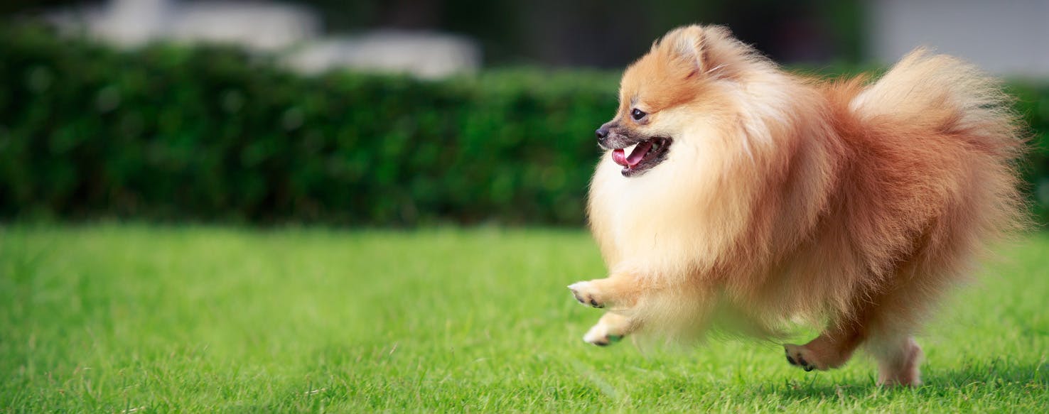 Pomeranian for sale