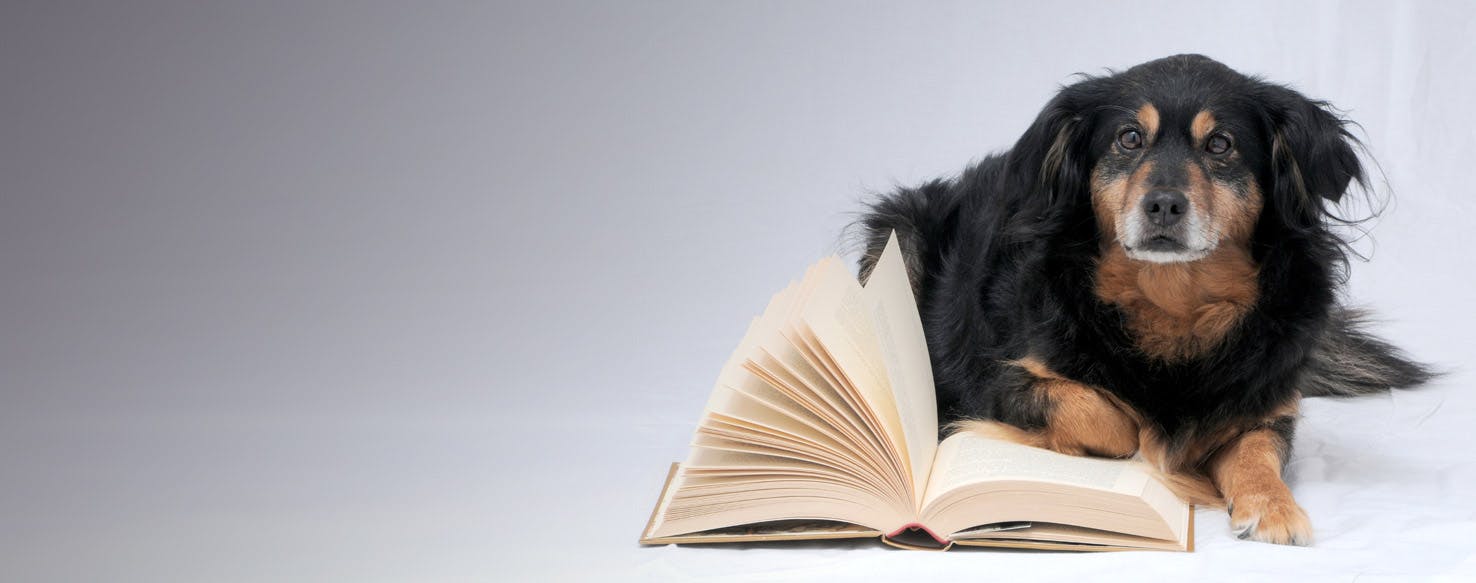 Top Activities For An Intelligent Dog - Wag!