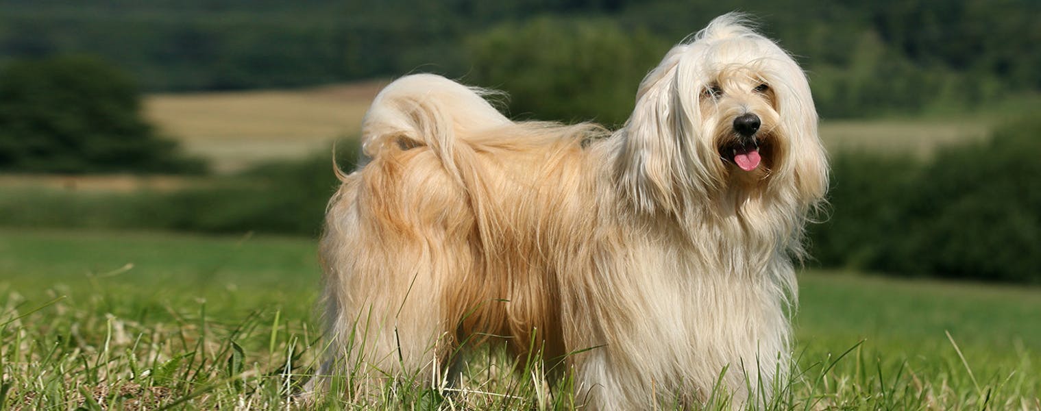 best ways to exercise your tibetan terrier