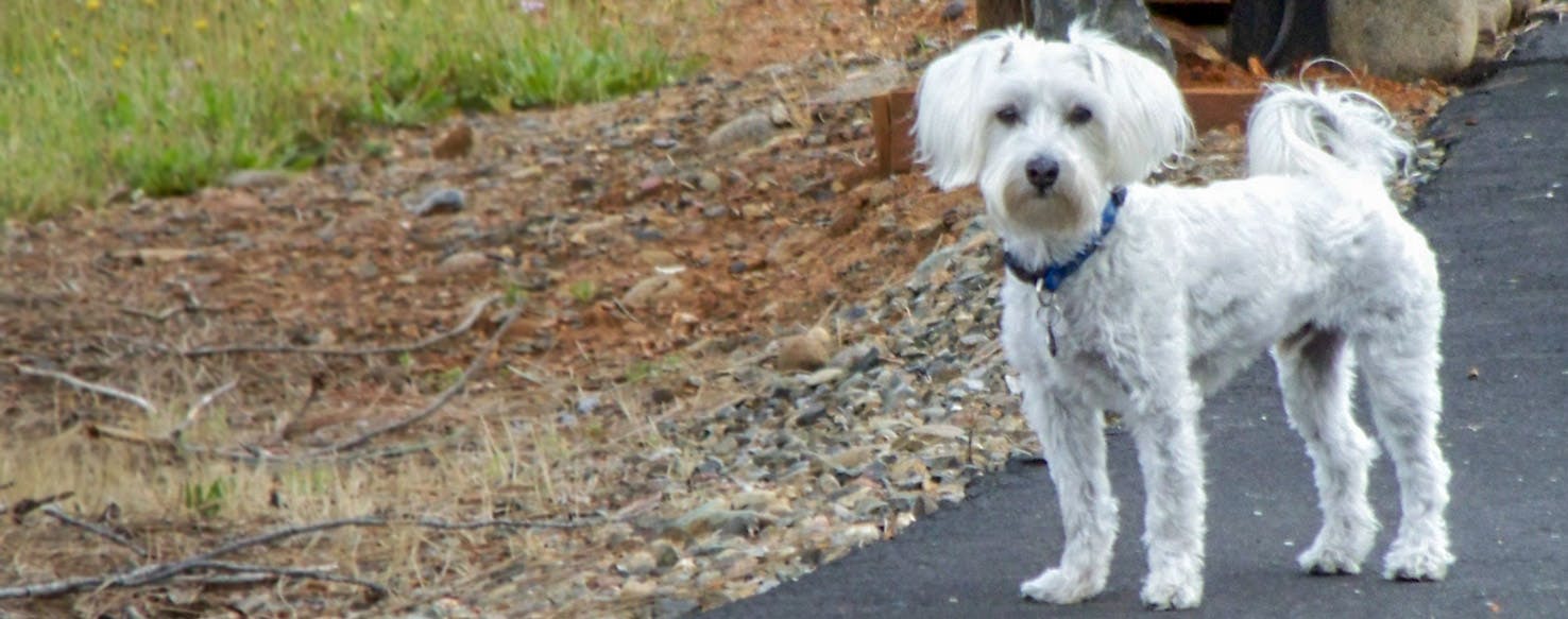 miniature schnauzer havanese mix