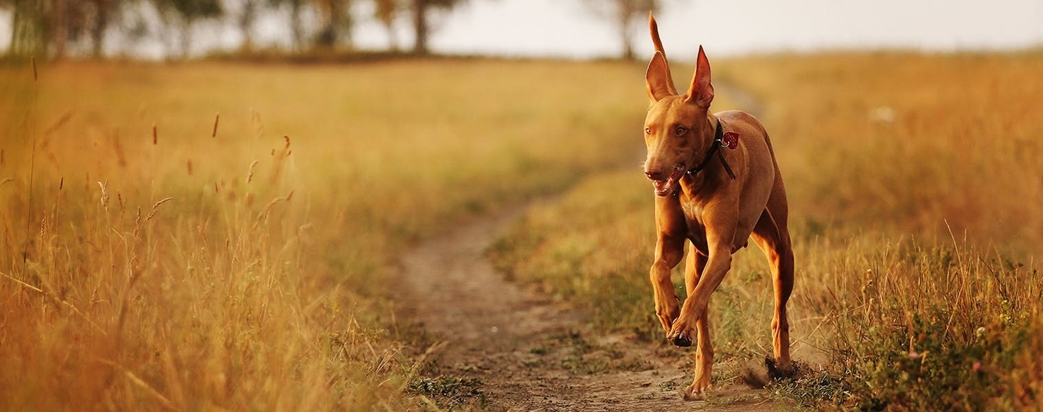 Top Activities For Pharaoh Hounds Wag!