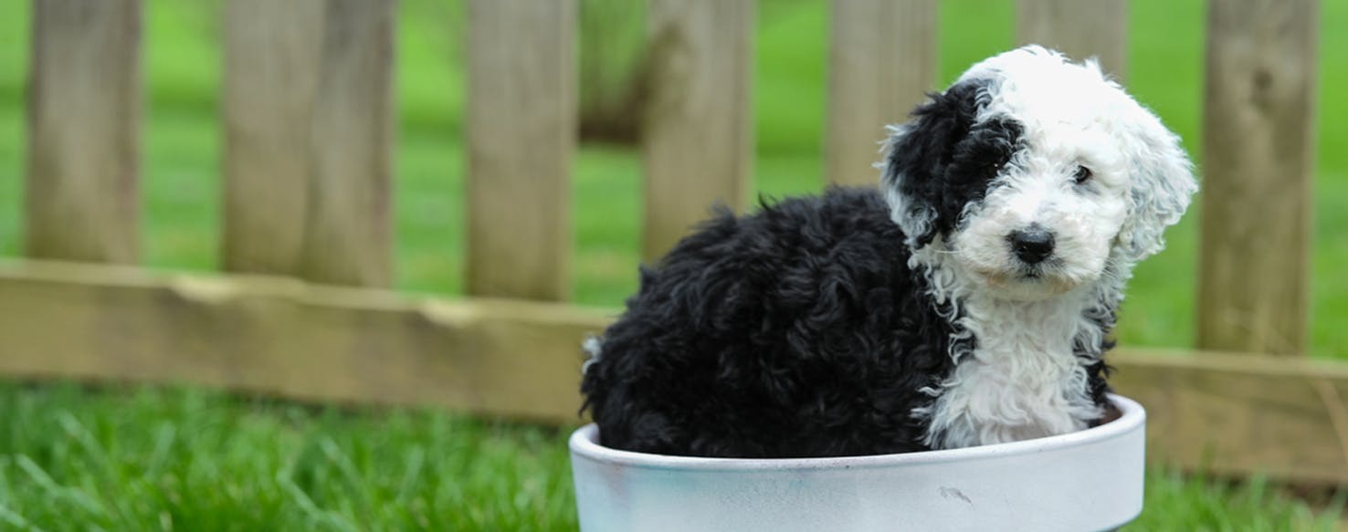 Top Activities For Sheepadoodles Wag!