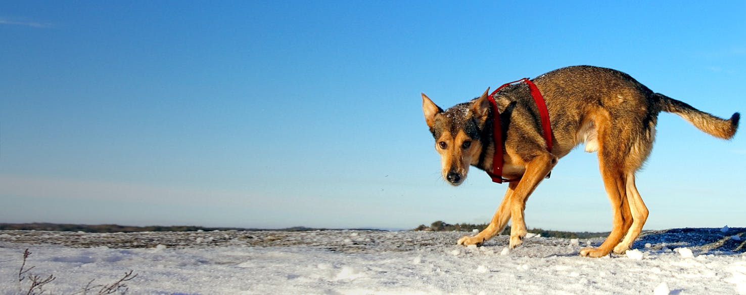 Indoor dog games for cold weather months 