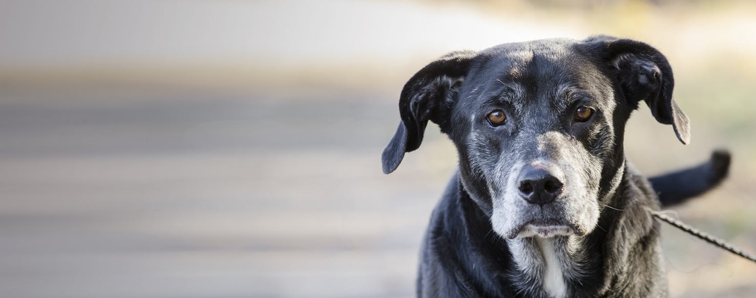 Top Activities For Senior Dogs Wag