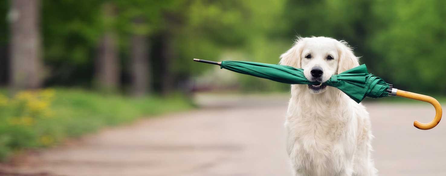 Places to take your dog on hot sale a rainy day