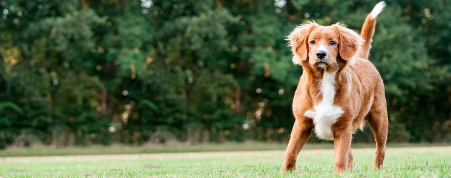 can a nova scotia duck tolling retriever live in india