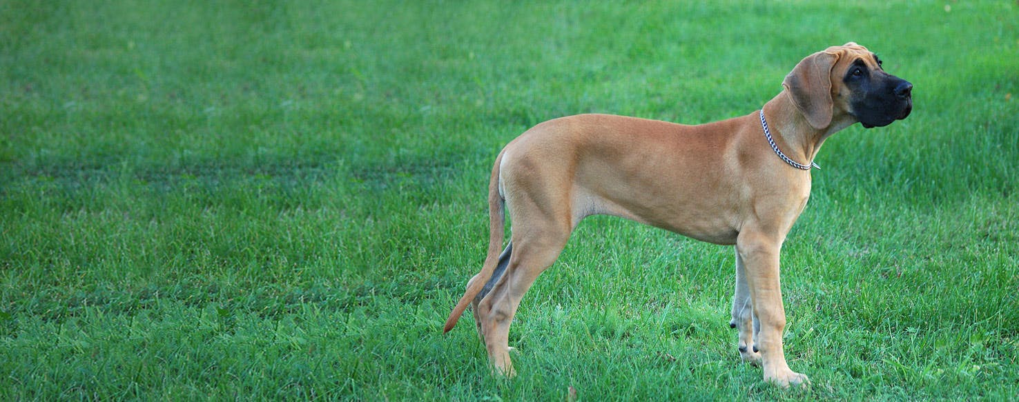 American Foxy Dane | Dog Breed Facts 