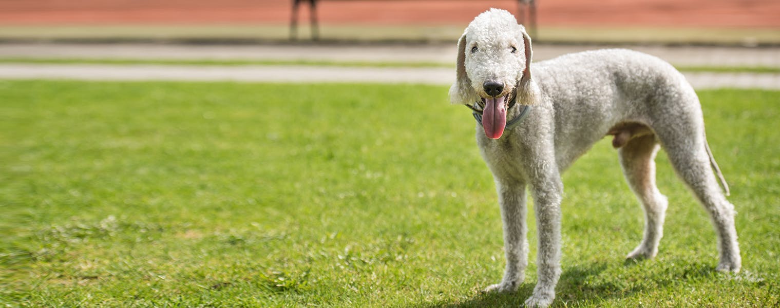 are bedlington terrier the most intelligent dogs